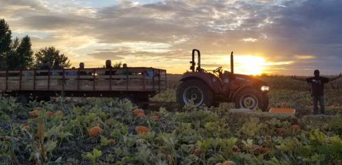 A tractor pulls a hayride through a pumpkin patch at sunset, with people enjoying the scenic view.
