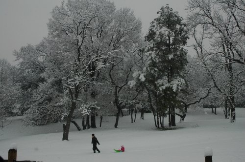 A person pulls a sled through a snowy landscape with trees covered in snow.