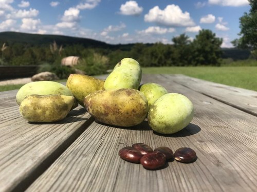 A cluster of green and brown potatoes on a wooden table, with red beans scattered nearby, against a scenic landscape.