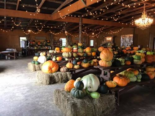 A rustic barn filled with various pumpkins on wooden tables and hay bales, adorned with string lights and a chandelier.