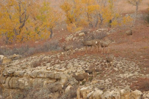 A group of deer stands on a rocky hillside surrounded by autumn foliage and colorful trees.