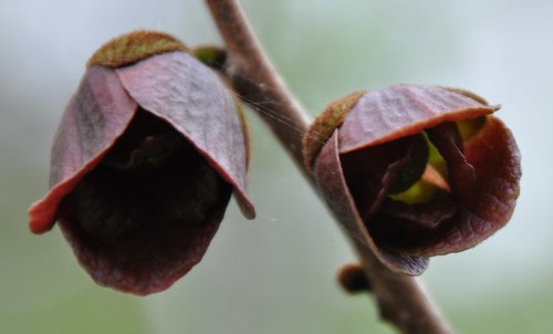 Close-up of two brown, bell-shaped flower buds on a branch, with a soft, blurred background.
