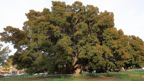 A large, lush tree with dense green foliage and a sturdy trunk, surrounded by a grassy area and a fence.