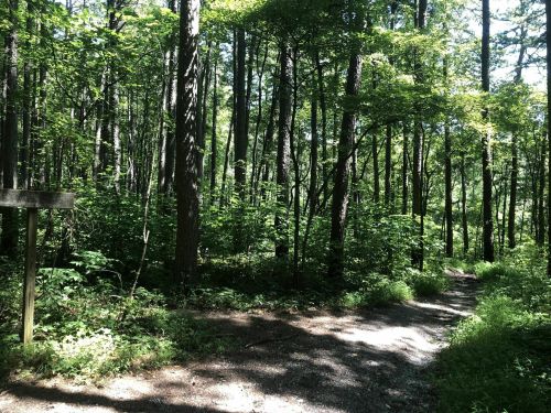 A sunlit forest path winding through tall trees and lush greenery. A wooden sign is visible on the left.