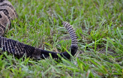 Close-up of a snake's tail resting on green grass, showcasing its textured scales and distinctive pattern.