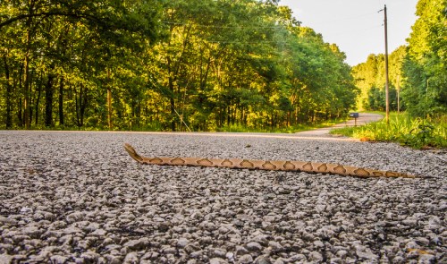 A snake slithers across a gravel road surrounded by lush green trees and a distant vehicle.