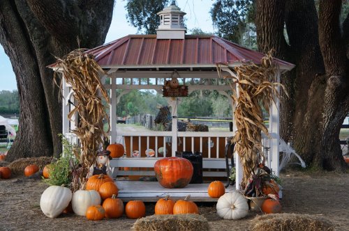 A rustic gazebo decorated with pumpkins and corn stalks, surrounded by hay bales and trees in a fall setting.