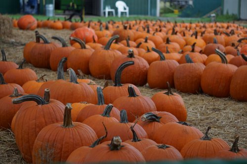 A field filled with numerous orange pumpkins scattered on straw, with a few green structures in the background.