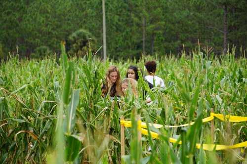 A group of people walking through a tall cornfield, surrounded by green plants and yellow caution tape.