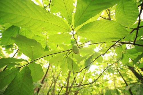 Bright green leaves with a small fruit hanging from a branch, illuminated by soft sunlight filtering through the foliage.