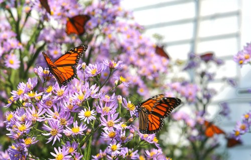 A vibrant scene of monarch butterflies resting on purple flowers in a sunny garden.