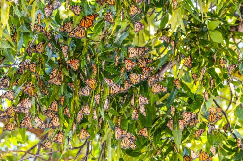 A cluster of orange and black monarch butterflies resting on green leaves in a sunlit tree.