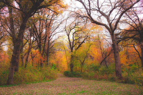 A serene forest path surrounded by trees with vibrant autumn foliage and a carpet of fallen leaves.