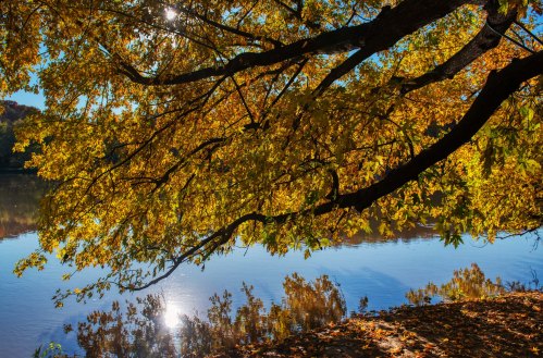 A tree with vibrant autumn leaves overhangs a calm river, reflecting sunlight and surrounding nature.
