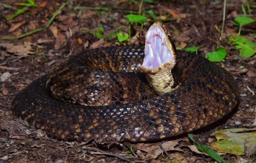 A coiled snake with its mouth open, displaying fangs, resting on the forest floor among leaves and twigs.