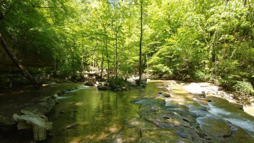 A serene forest scene with a clear stream flowing over rocks, surrounded by lush green trees and sunlight filtering through.