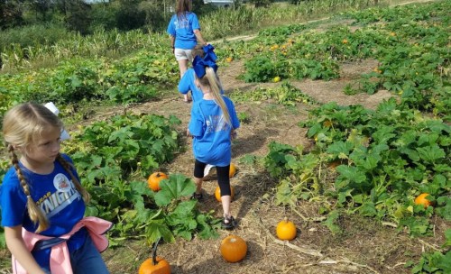 Children in blue shirts walking through a pumpkin patch, surrounded by green vines and orange pumpkins.