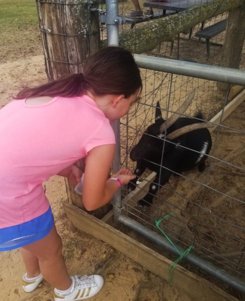 A girl in a pink shirt feeds a black goat through a fence at a petting farm.