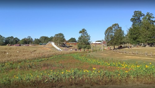A sunny outdoor scene with a slide, people gathered, and a field of sunflowers in the foreground.