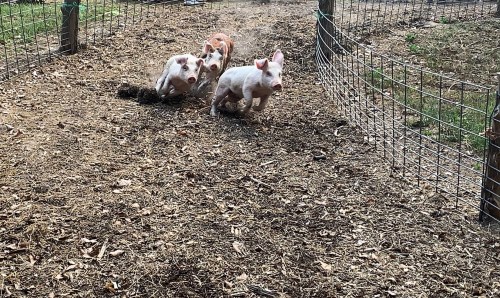 Three piglets running on a dirt path inside a fenced area, surrounded by straw and grass.