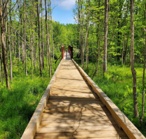 A wooden boardwalk leads through a lush green forest under a clear blue sky.