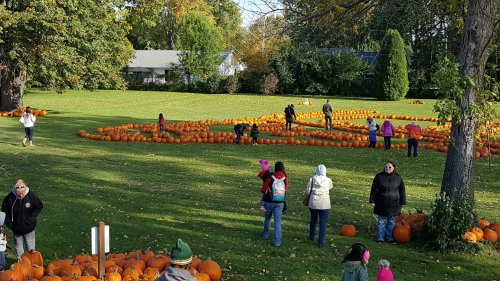 A pumpkin patch with people walking among rows of pumpkins on a sunny autumn day. Trees in the background.