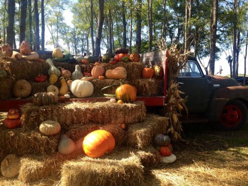 A rustic scene with a truck and a haystack display of various pumpkins and gourds surrounded by trees.