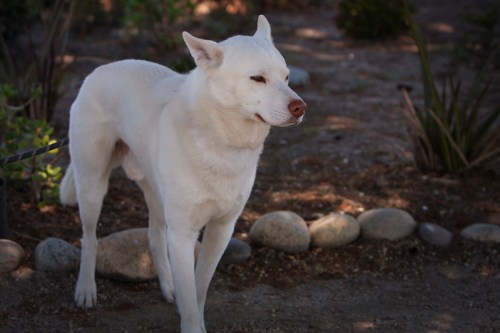 A white dog stands on a gravel path surrounded by greenery and stones, looking off to the side.