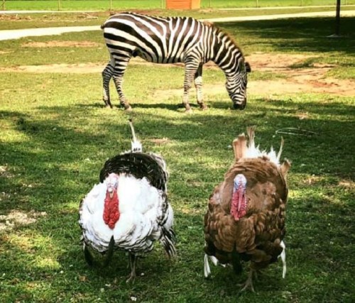 A zebra grazes in a grassy area while two turkeys walk nearby, showcasing a mix of wildlife.