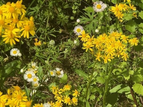 A vibrant mix of yellow and white wildflowers growing amidst green foliage in a sunny setting.