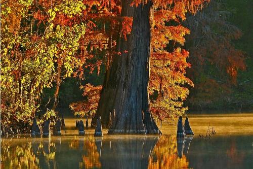 A serene autumn scene featuring a cypress tree with vibrant orange leaves reflected in calm water.