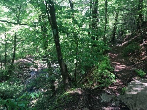 A lush green forest path winding through trees, with sunlight filtering through the leaves and a stream nearby.
