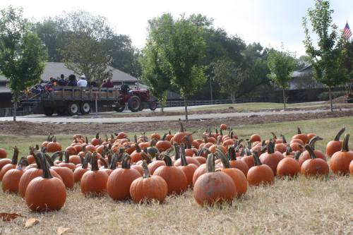 A field of pumpkins in the foreground with a tractor and people on a trailer in the background under a clear sky.