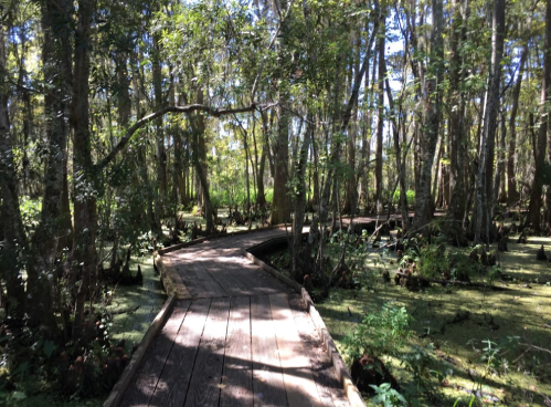 A wooden boardwalk winding through a lush, green swamp surrounded by tall trees and sunlight filtering through the leaves.
