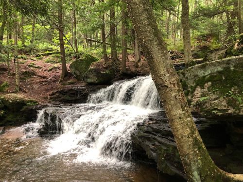 A serene forest scene featuring a small waterfall cascading over rocks, surrounded by lush greenery.