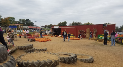 A pumpkin patch with families exploring, pumpkins displayed, and a red barn in the background under a cloudy sky.
