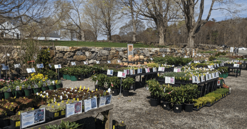 A vibrant plant nursery with various potted flowers and plants arranged on tables, surrounded by trees and stone walls.