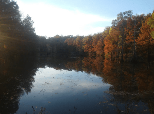 A serene pond surrounded by trees with vibrant autumn foliage reflecting on the water's surface.