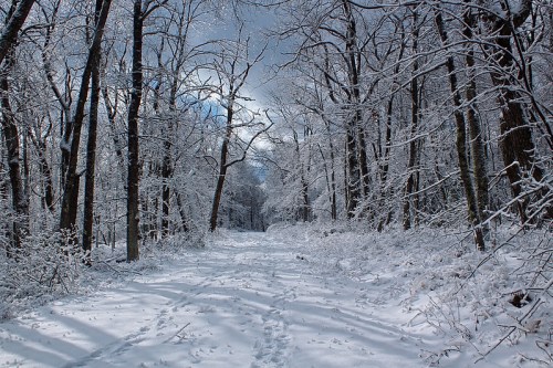 A snowy forest path lined with bare trees, creating a serene winter landscape under a cloudy sky.