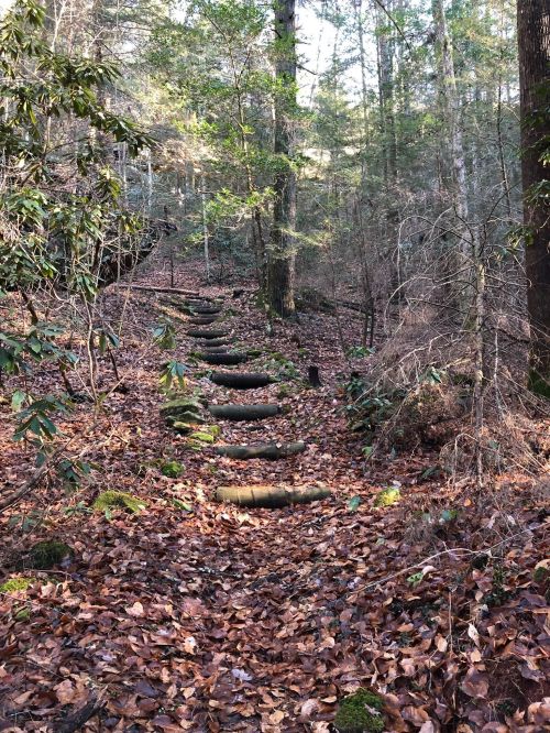 A forest path covered in leaves, featuring wooden steps leading up through trees and underbrush.