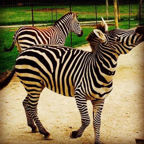 Two zebras with distinctive black and white stripes walking along a dirt path in a grassy enclosure.