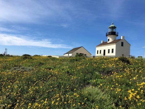 A lighthouse stands on a grassy hill adorned with yellow flowers under a blue sky with scattered clouds.