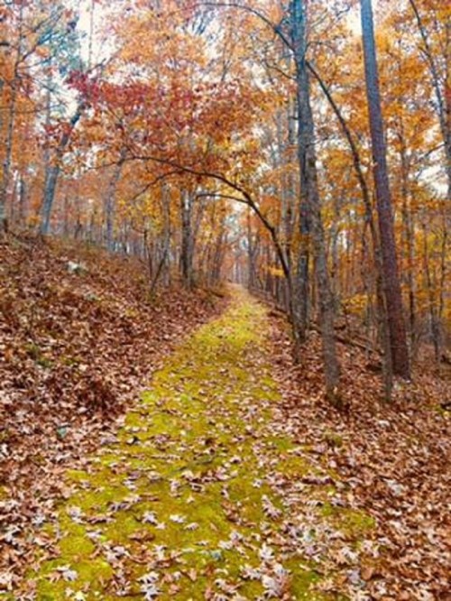 A winding trail through a forest, surrounded by trees with autumn leaves and a carpet of fallen leaves on the ground.
