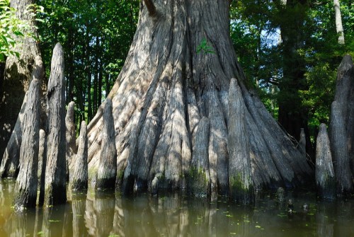 Cypress tree with prominent, knobby roots rising from still water, surrounded by lush green foliage.