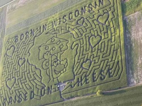 Aerial view of a corn maze shaped like Wisconsin, featuring hearts and cheese motifs.