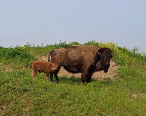 A bison and its calf stand together in a grassy field with green vegetation in the background.