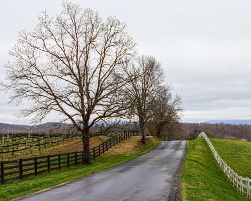 A winding road lined with bare trees and fences, leading through a rural landscape under a cloudy sky.