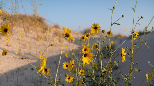 A field of bright yellow flowers blooming against a sandy backdrop under a clear blue sky.