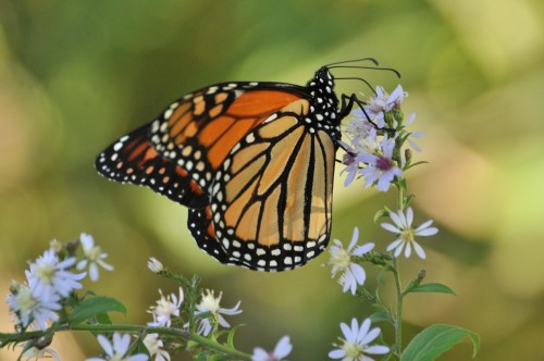 A monarch butterfly perched on delicate purple flowers, showcasing its vibrant orange and black wings.