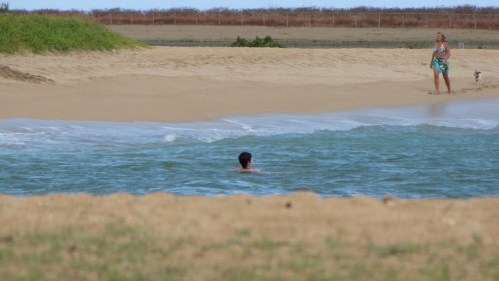 A person swims in the ocean while another stands on the beach with a dog, surrounded by sand and grass.